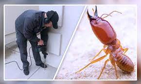 anti termite treatment qatar